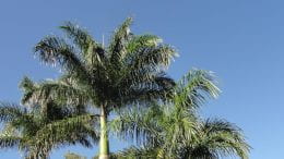 Grouping of palm trees.