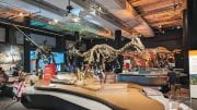 An austroraptor replica front and center in new dinosaur exhibit at the Phillip and Patricia Frost Museum of Science.